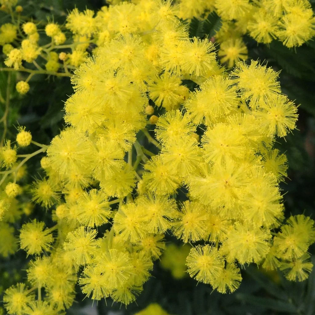 Mimosa - Acacia Dealbata 1 Mimosa - Acacia Dealbata