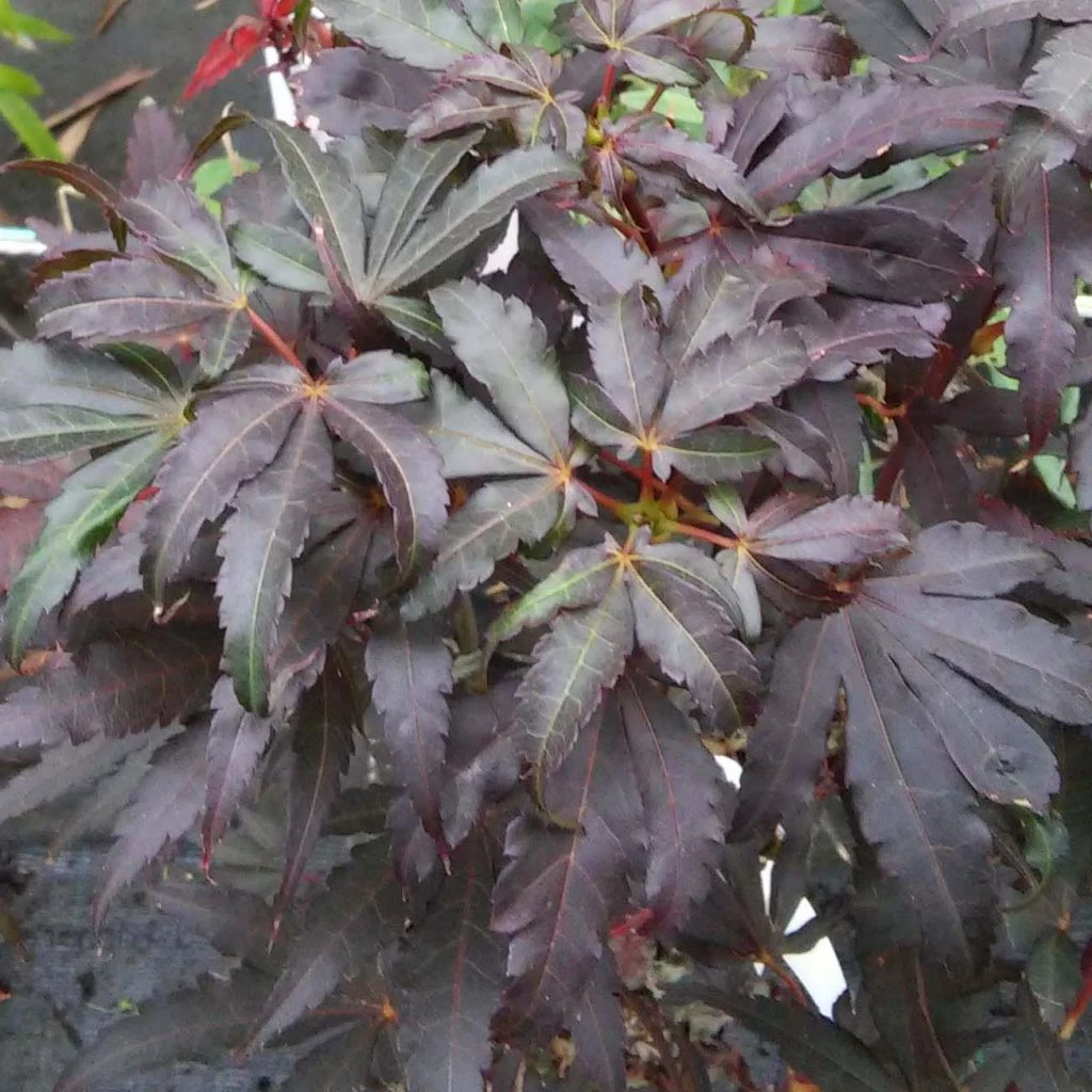 Erable Du Japon - Acer Palmatum Skeeter's Broom 1 Erable Du Japon - Acer Palmatum Skeeter's Broom