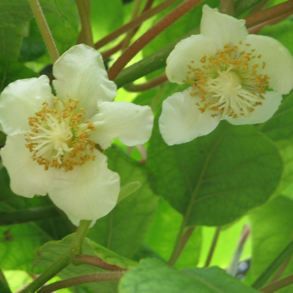 Kiwi Tomuri (mâle) - Actinidia Deliciosa 1 Kiwi Tomuri (mâle) - Actinidia Deliciosa