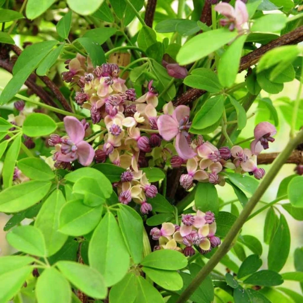 Akebia Quinata Silver Bells 1 Akebia Quinata Silver Bells