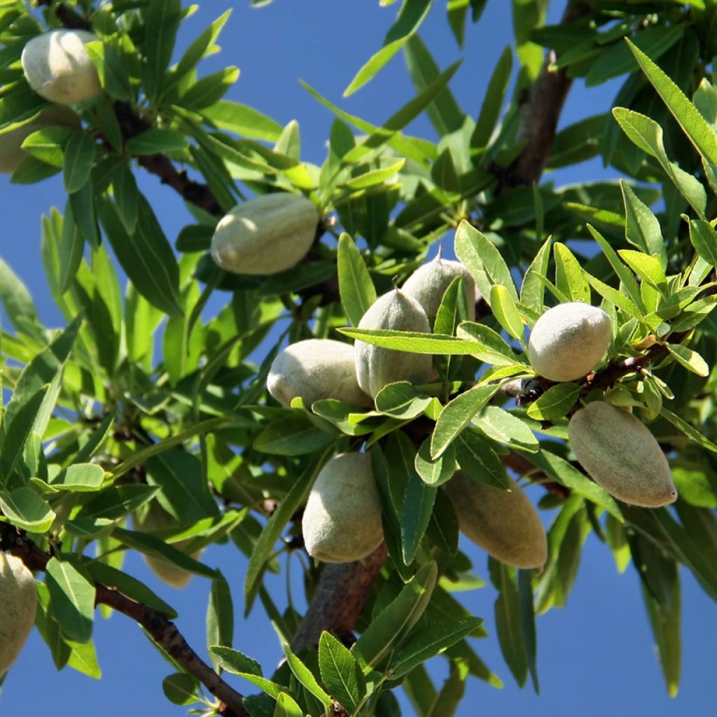 Amandier Aï Bio - Prunus Dulcis 1 Amandier Aï Bio - Prunus Dulcis