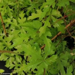 Ampelopsis Aconitifolia - Vigne Vierge à Feuilles D'aconit