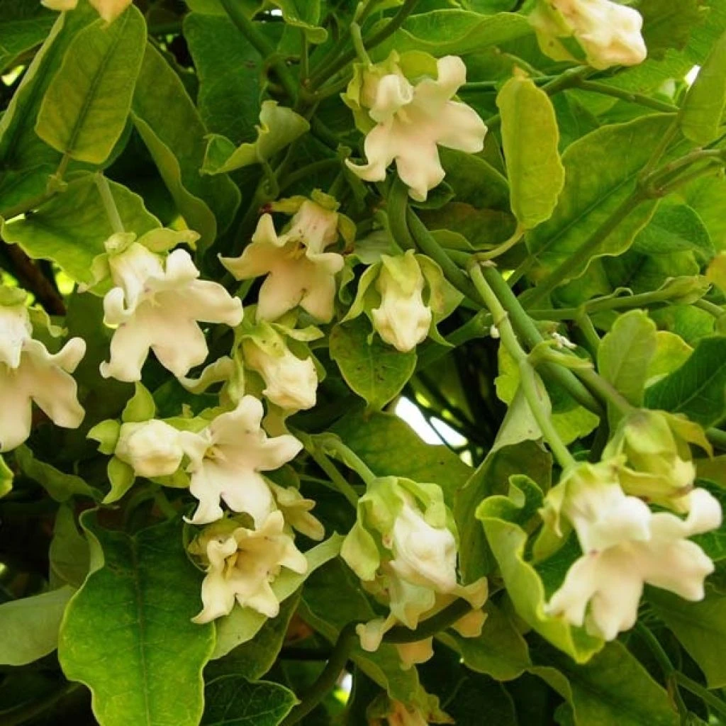 Araujia Sericifera Alba - Plante Cruelle 1 Araujia Sericifera Alba - Plante Cruelle