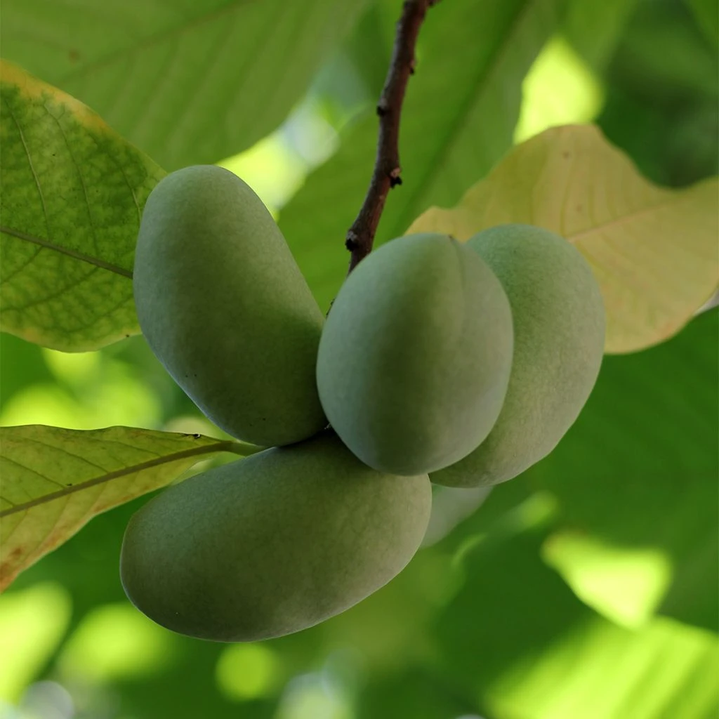 Asimina Triloba Shenandoah - Asiminier, Pawpaw 1 Asimina Triloba Shenandoah - Asiminier, Pawpaw