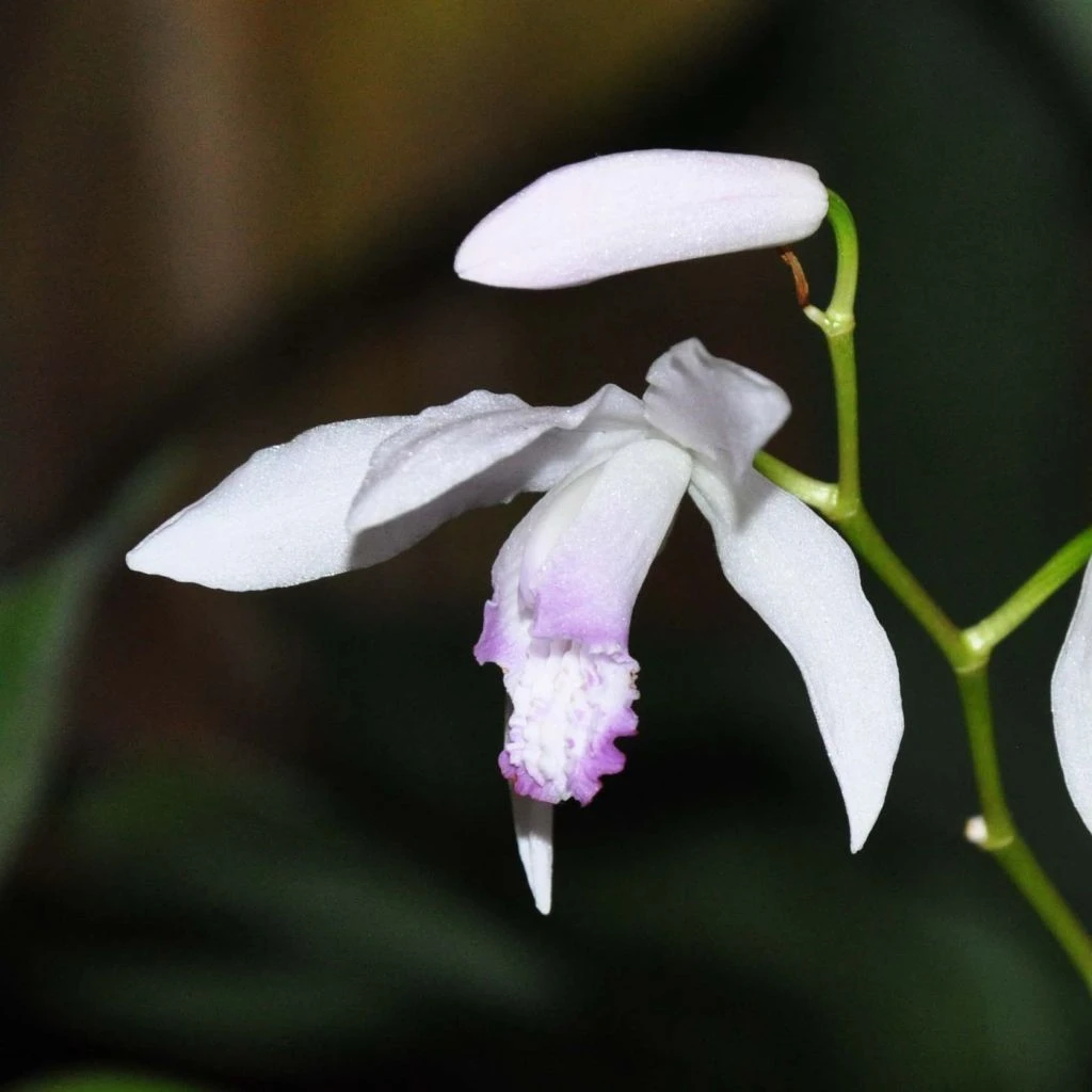 Bletilla Striata Kuchi-beni - Orchidée Jacinthe 1 Bletilla Striata Kuchi-beni - Orchidée Jacinthe
