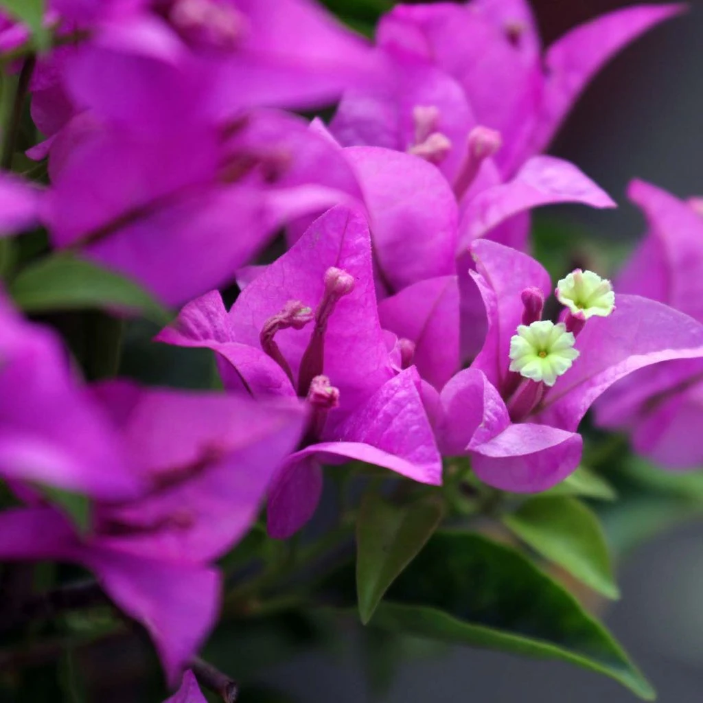 Bougainvillier Violet De Mèze 1 Bougainvillier Violet De Mèze