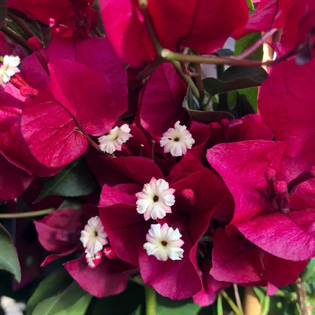 Bougainvillier Spectabilis Rouge Foncé 1 Bougainvillier Spectabilis Rouge Foncé