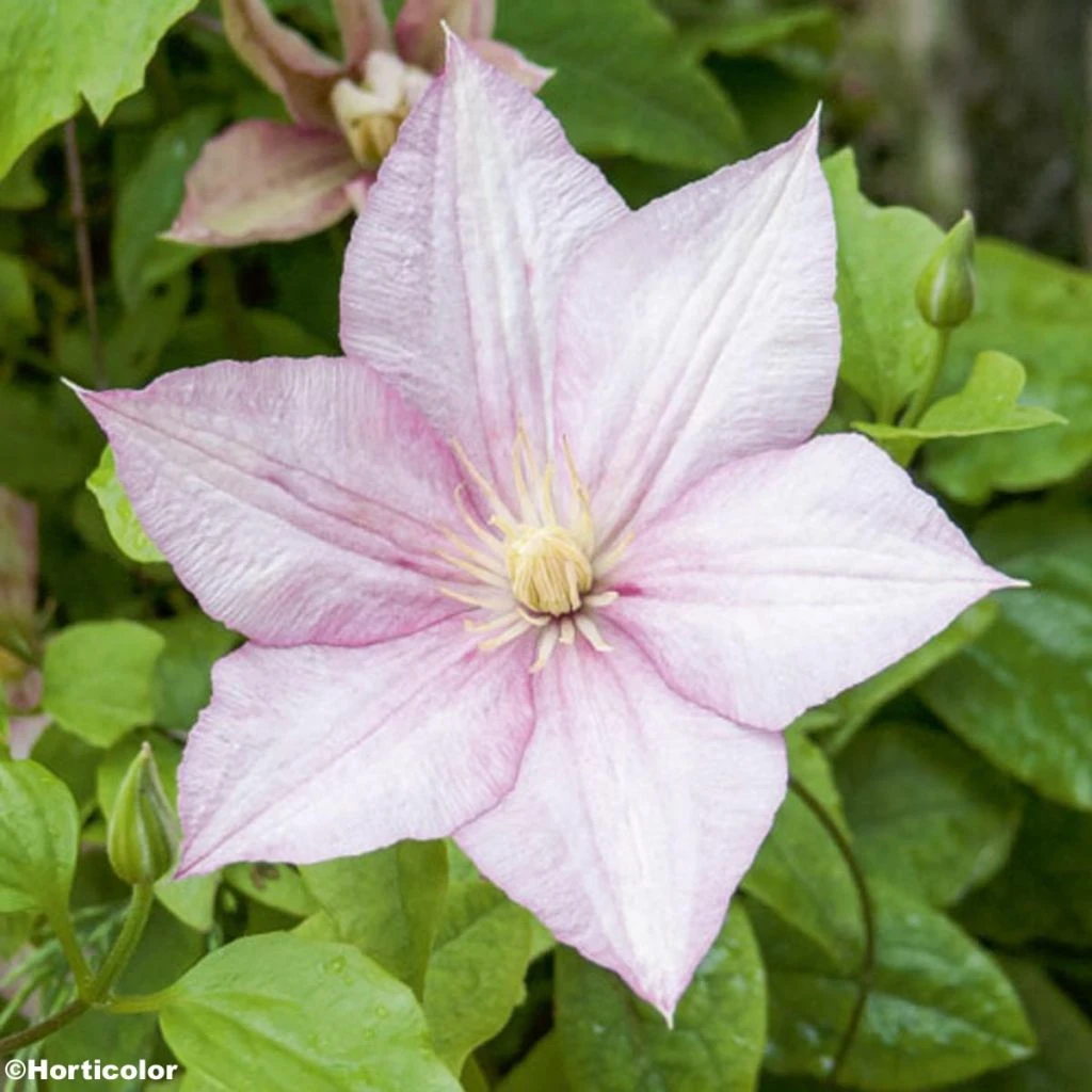 Clématite - Clematis Caroline 1 Clématite - Clematis Caroline