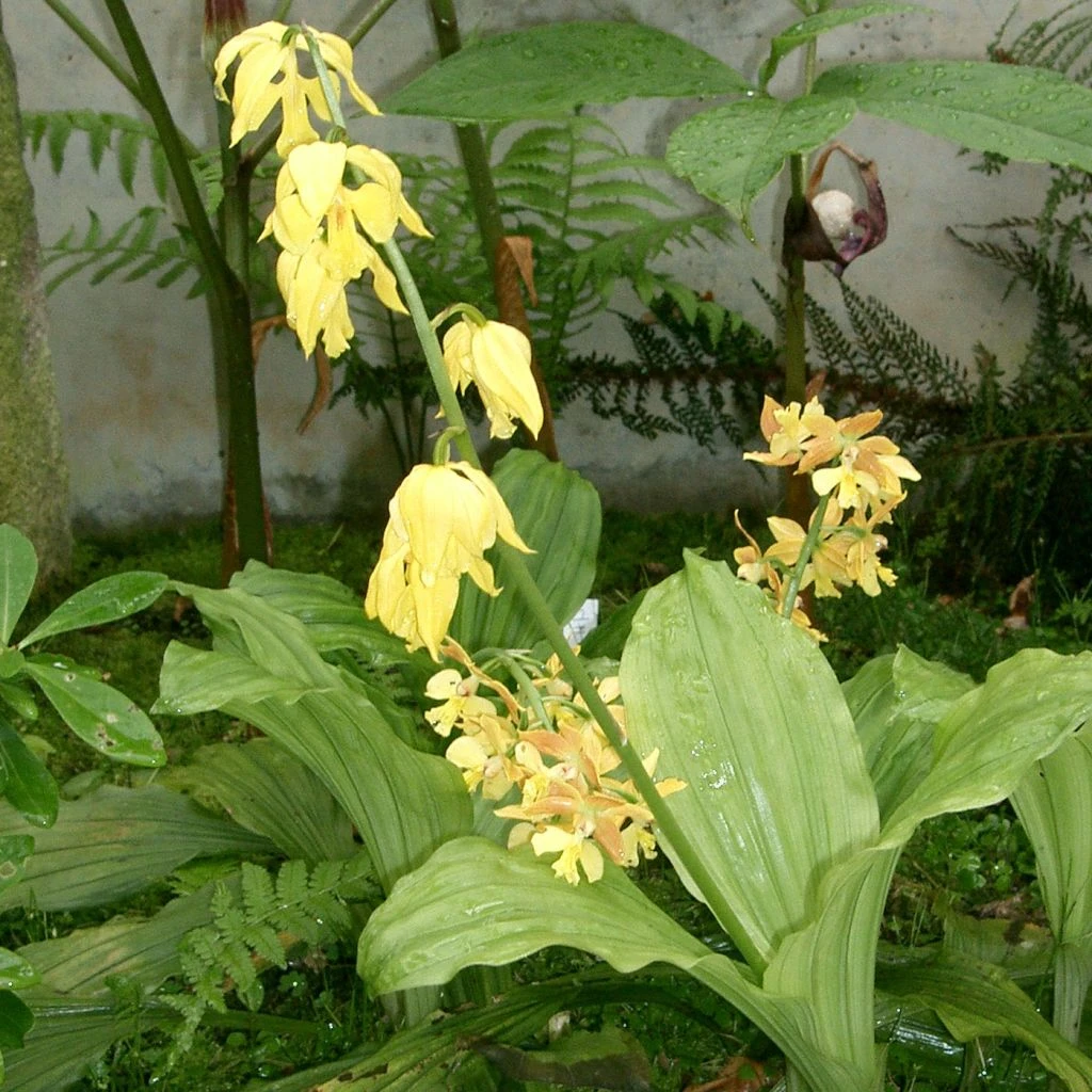 Calanthe Sieboldii - Orchidée De Jardin Jaune 1 Calanthe Sieboldii - Orchidée De Jardin Jaune