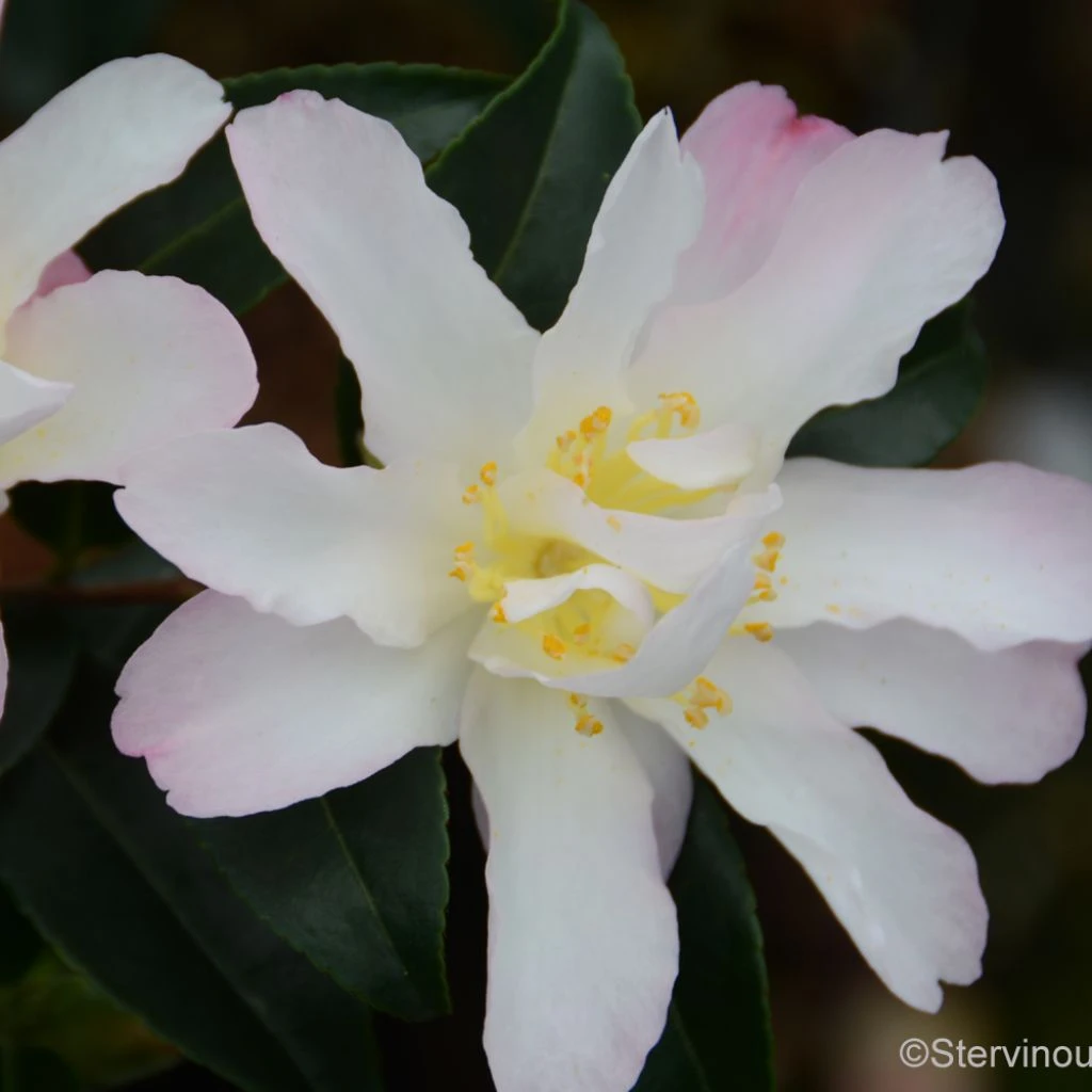 Camelia D'automne - Camellia Sasanqua Frosted Star 1 Camelia D'automne - Camellia Sasanqua Frosted Star
