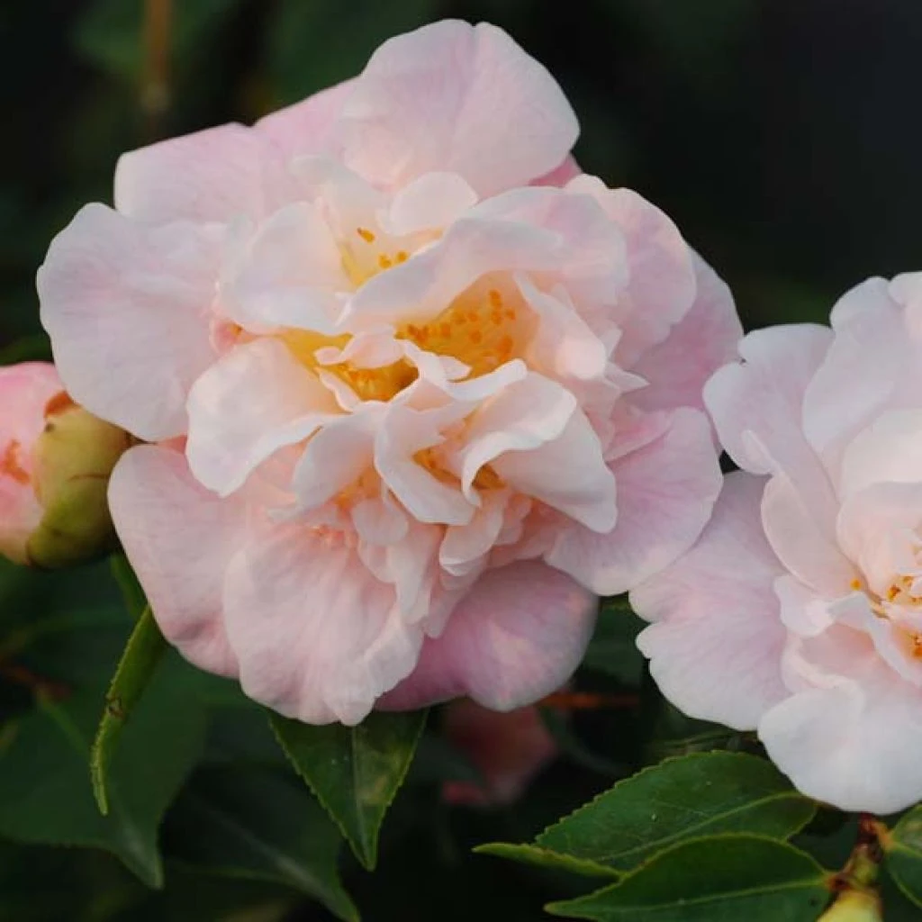 Camélia Champêtre - Camellia High Fragrance 1 Camélia Champêtre - Camellia High Fragrance