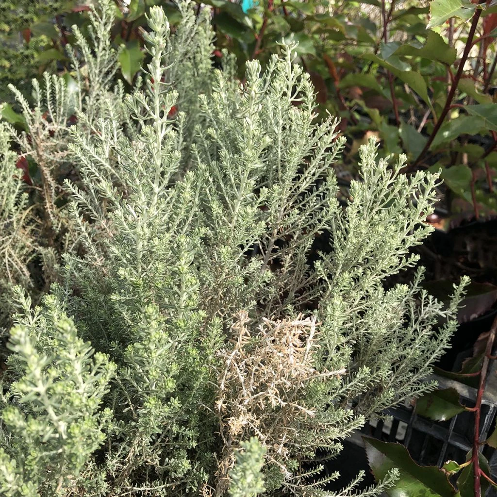 Cassinia Retorta Ward Silver - Buisson Miel 1 Cassinia Retorta Ward Silver - Buisson Miel