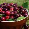 Cerisier Bigarreau Sunburst - Prunus Cerasus