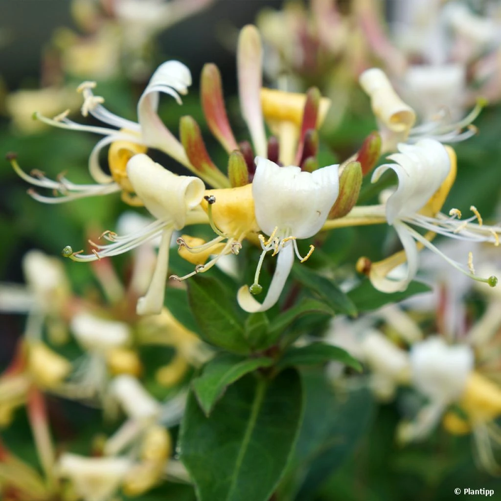 Chèvrefeuille Hybride - Lonicera Blond & Beyond (Honey Baby) 1 Chèvrefeuille Hybride - Lonicera Blond & Beyond (Honey Baby)