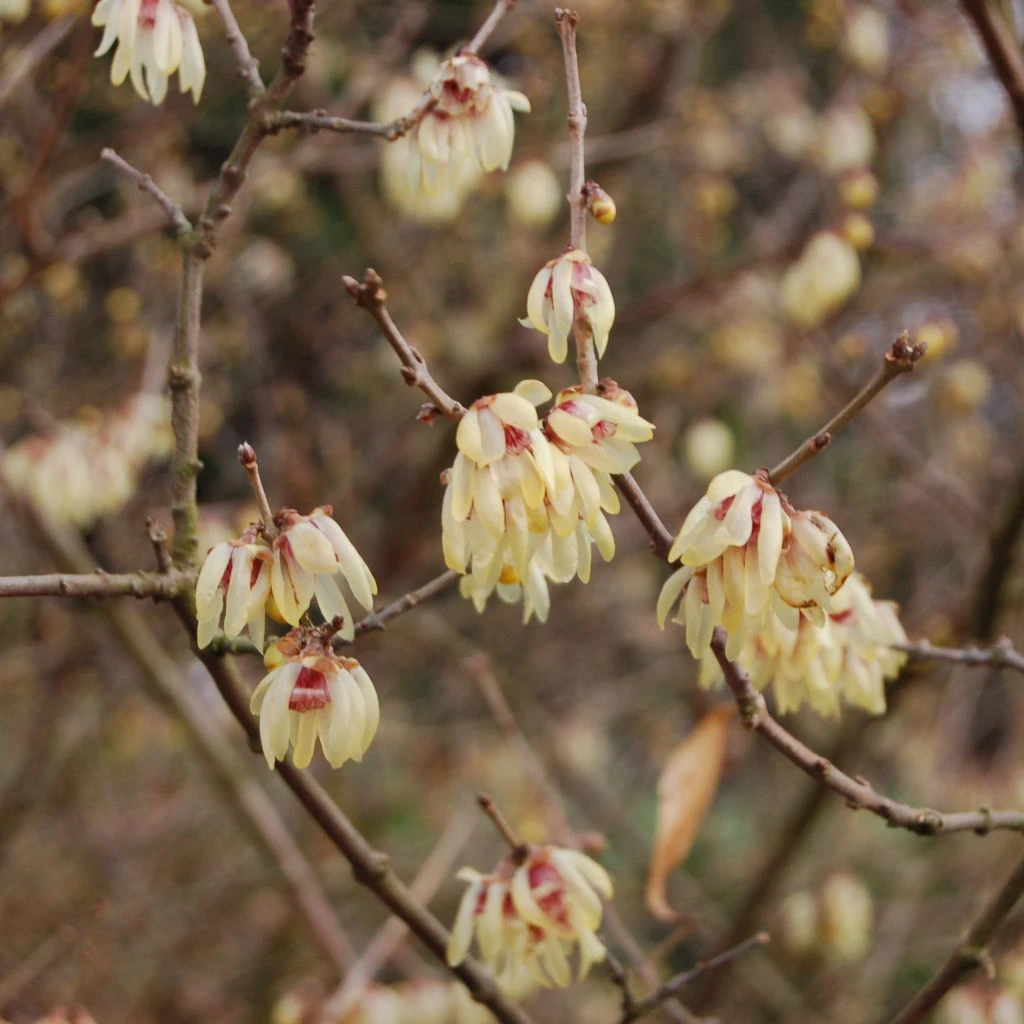 Chimonanthus Praecox Grandiflorus 1 Chimonanthus Praecox Grandiflorus