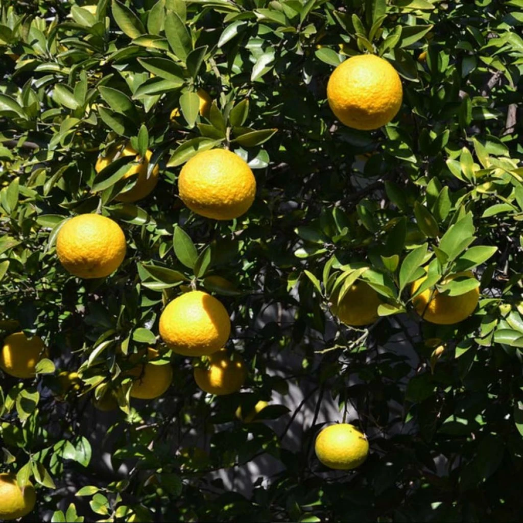 Citrus Ichangensis - Ichang Papeda 1 Citrus Ichangensis - Ichang Papeda