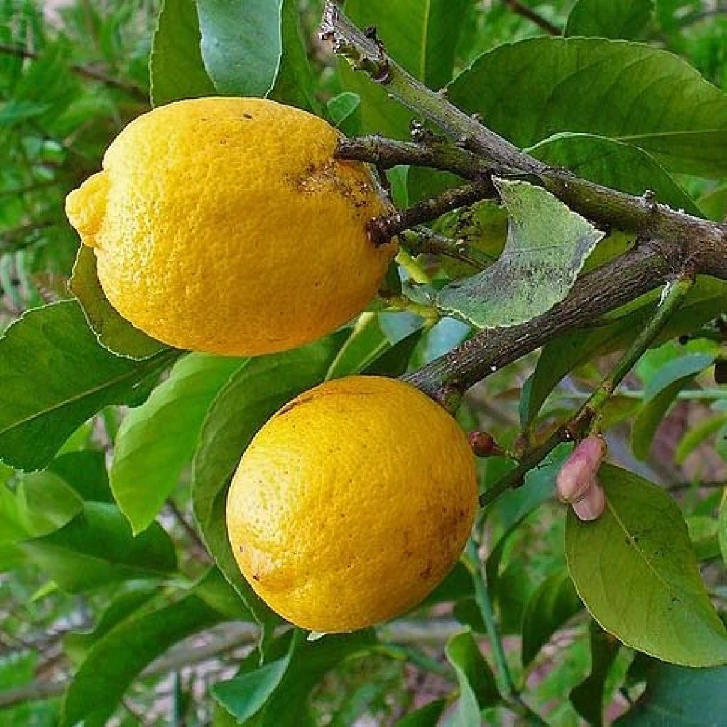 Cédratier - Citrus Medica 1 Cédratier - Citrus Medica