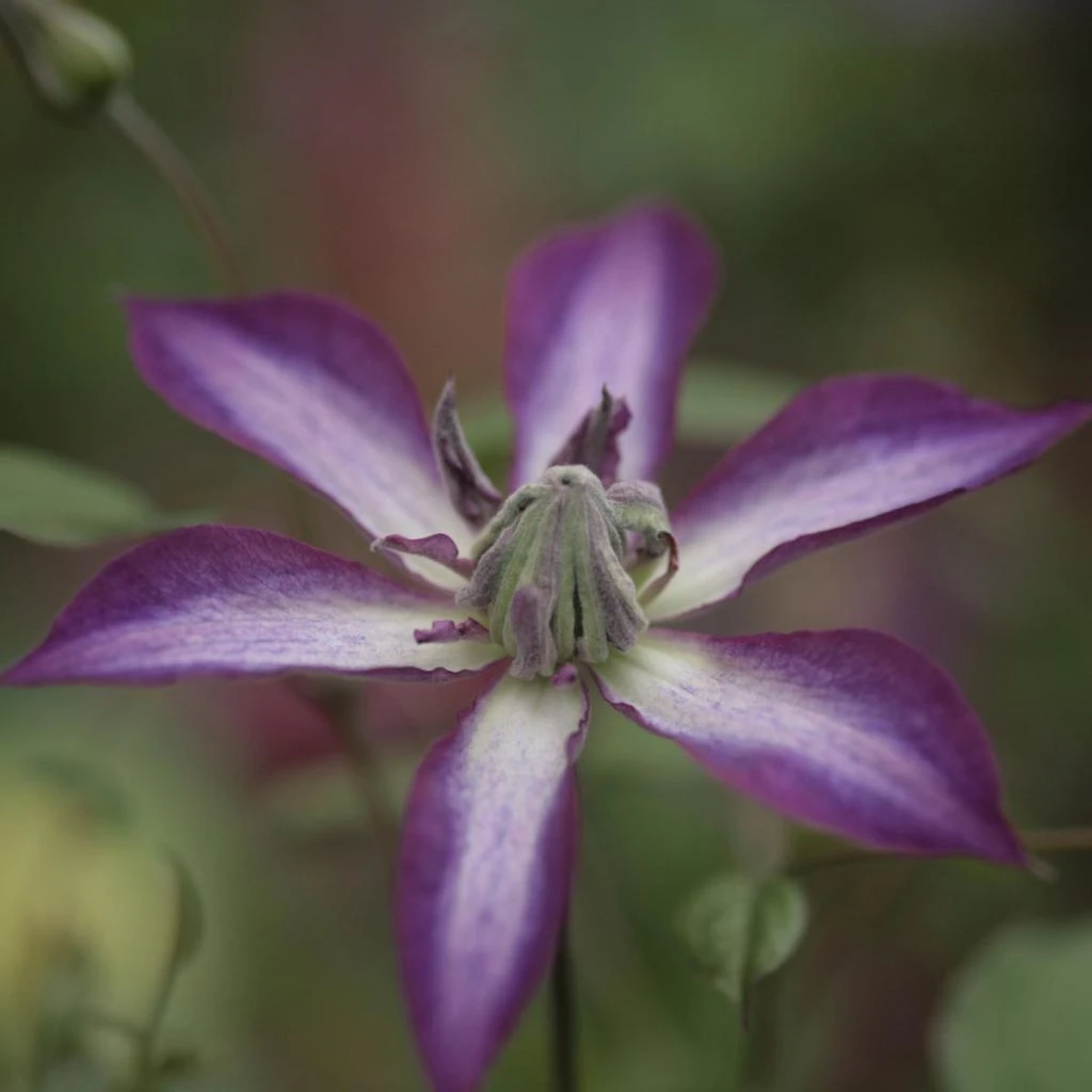 Clématite - Clematis Astra Nova 1 Clématite - Clematis Astra Nova