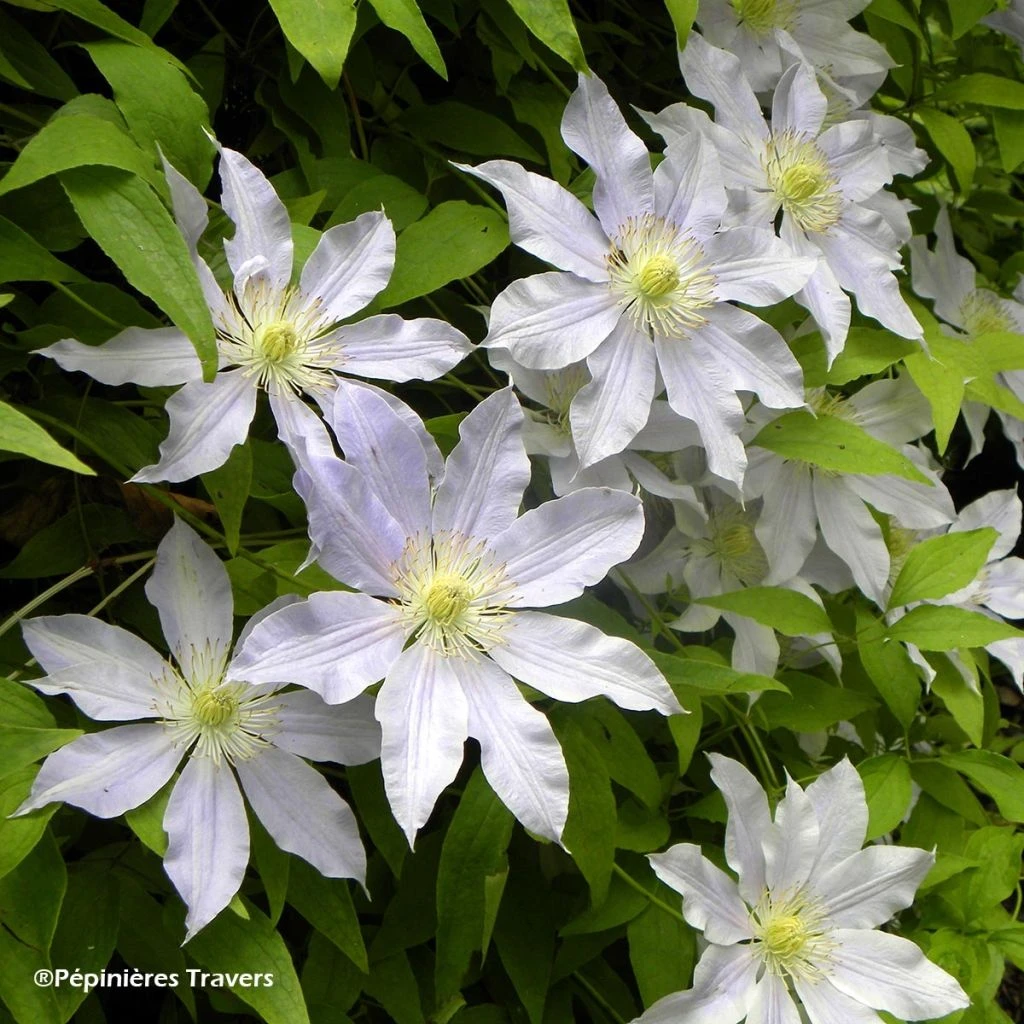 Clématite - Clematis Etoile Nacrée 1 Clématite - Clematis Etoile Nacrée