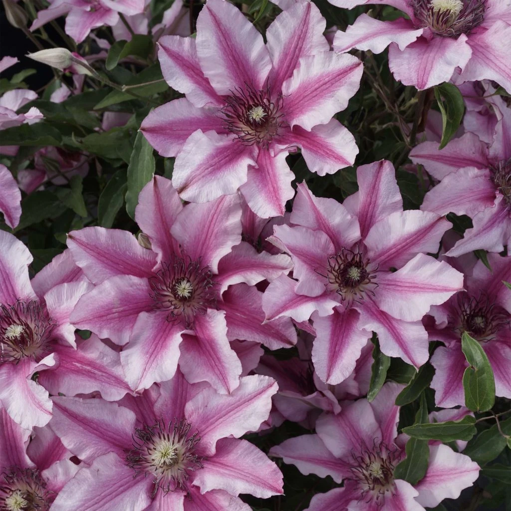 Clématite - Clematis Isabella 1 Clématite - Clematis Isabella