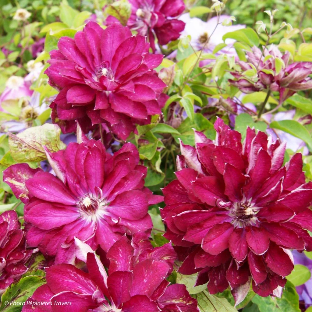 Clématite - Clematis Red Passion 1 Clématite - Clematis Red Passion