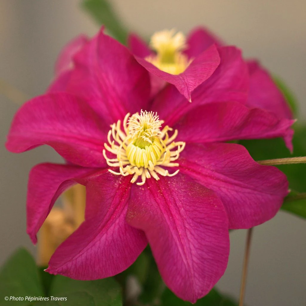 Clématite - Clematis SUCCESS Magenta 1 Clématite - Clematis SUCCESS Magenta