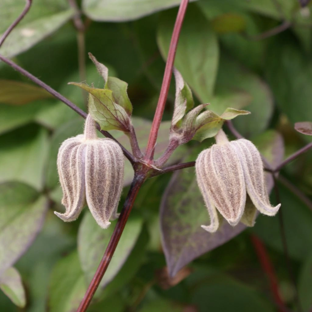 Clématite - Clematis Fusca 1 Clématite - Clematis Fusca