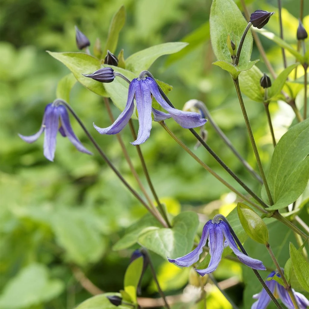 Clématite Integrifolia - Clematis Integrifolia Blue Boy Livré En Hauteur 60 Cm En Pot De 1,5l/2l 1 Clématite Integrifolia - Clematis Integrifolia Blue Boy Livré En Hauteur 60 Cm En Pot De 1,5l/2l