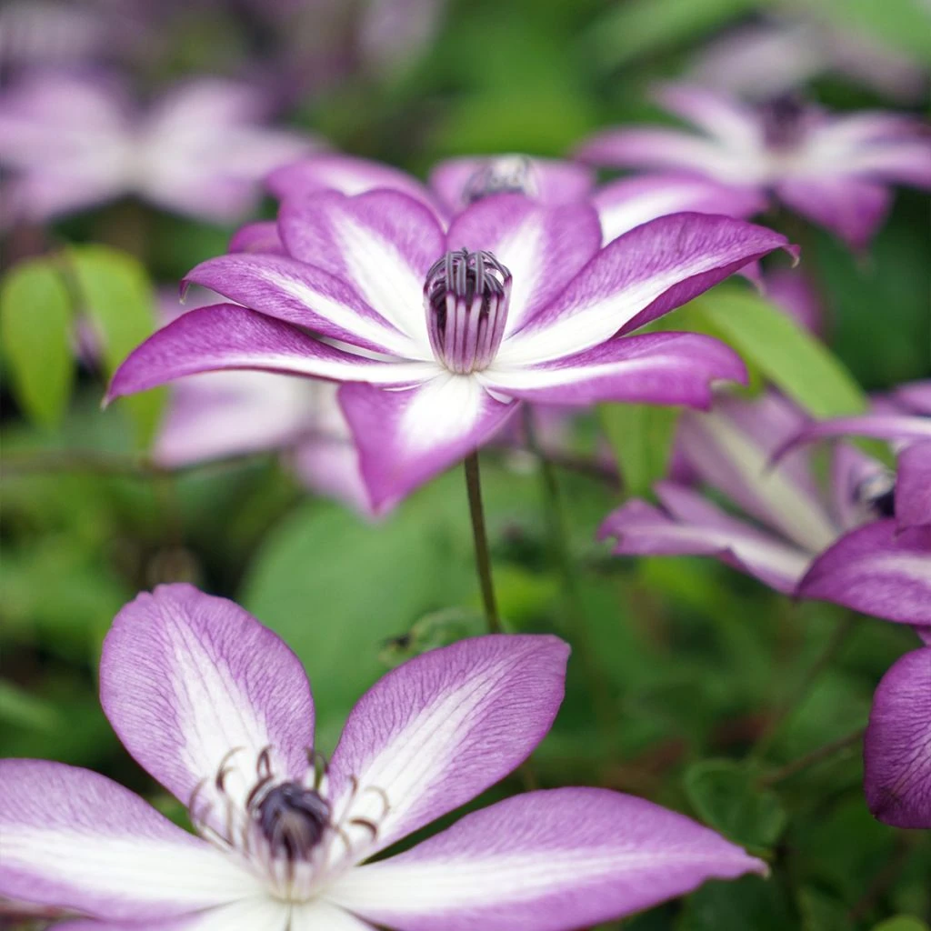 Clématite Lavallée N°1 1 Clématite Lavallée N°1