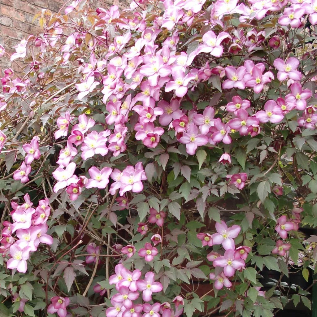 Clématite - Clematis Montana Freda 1 Clématite - Clematis Montana Freda