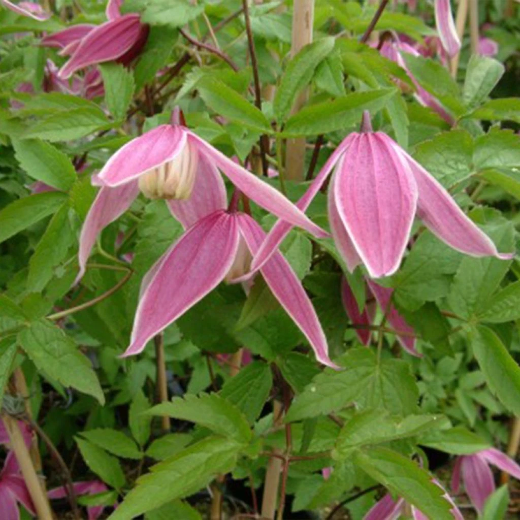 Clématite - Clematis Columella 1 Clématite - Clematis Columella