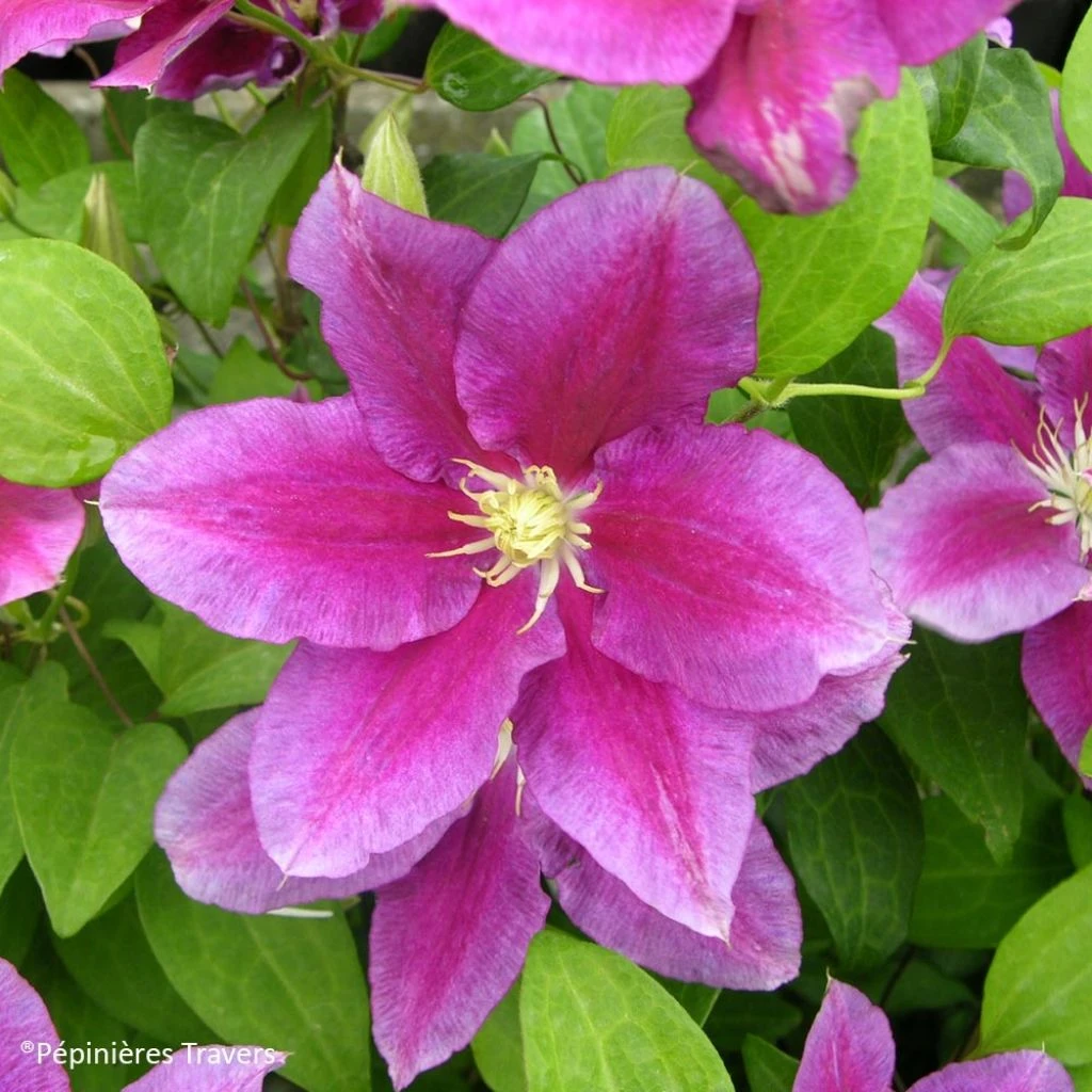 Clématite - Clematis Hania 1 Clématite - Clematis Hania