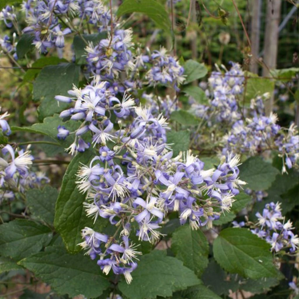 Clématite - Clematis I Am Stanislaus 1 Clématite - Clematis I Am Stanislaus