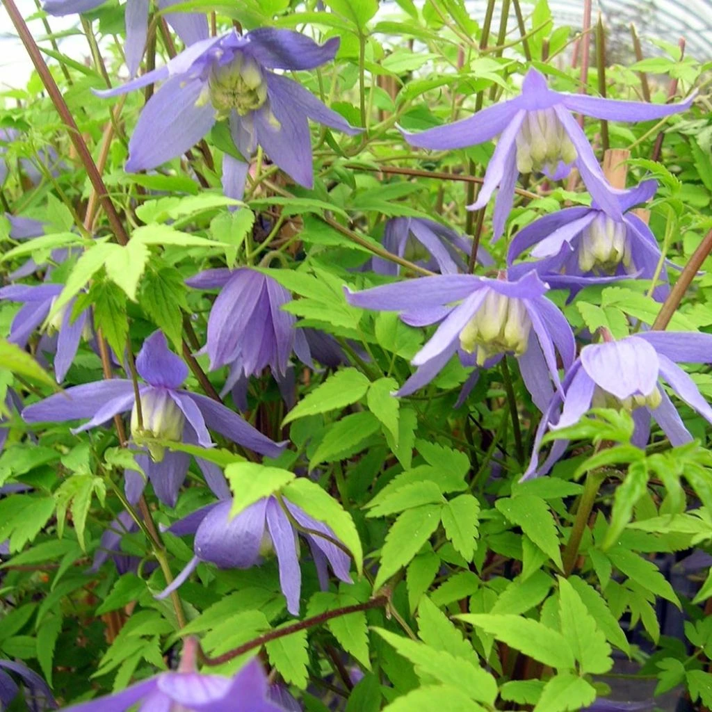 Clématite - Clematis Alpina 1 Clématite - Clematis Alpina