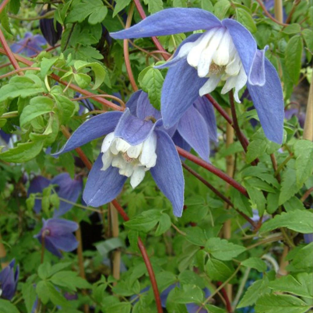 Clématite - Clematis Alpina Francis Rivis 1 Clématite - Clematis Alpina Francis Rivis