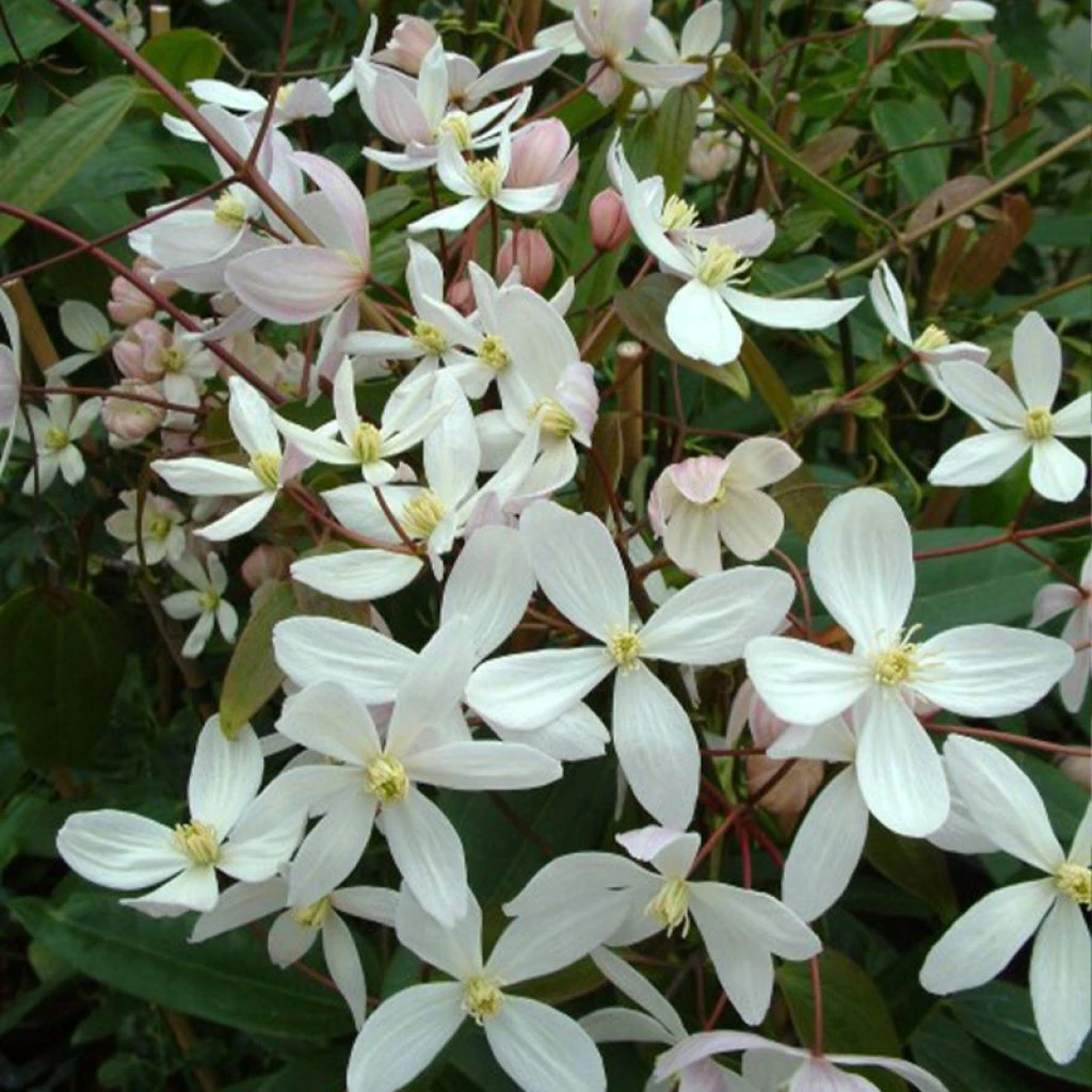 Clematis Armandii Apple Blossom - Clématite Du Père Armand 1 Clematis Armandii Apple Blossom - Clématite Du Père Armand
