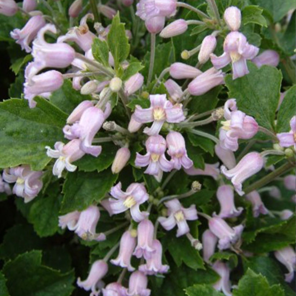 Clématite - Clematis Heracleifolia Pink Dwarf 1 Clématite - Clematis Heracleifolia Pink Dwarf