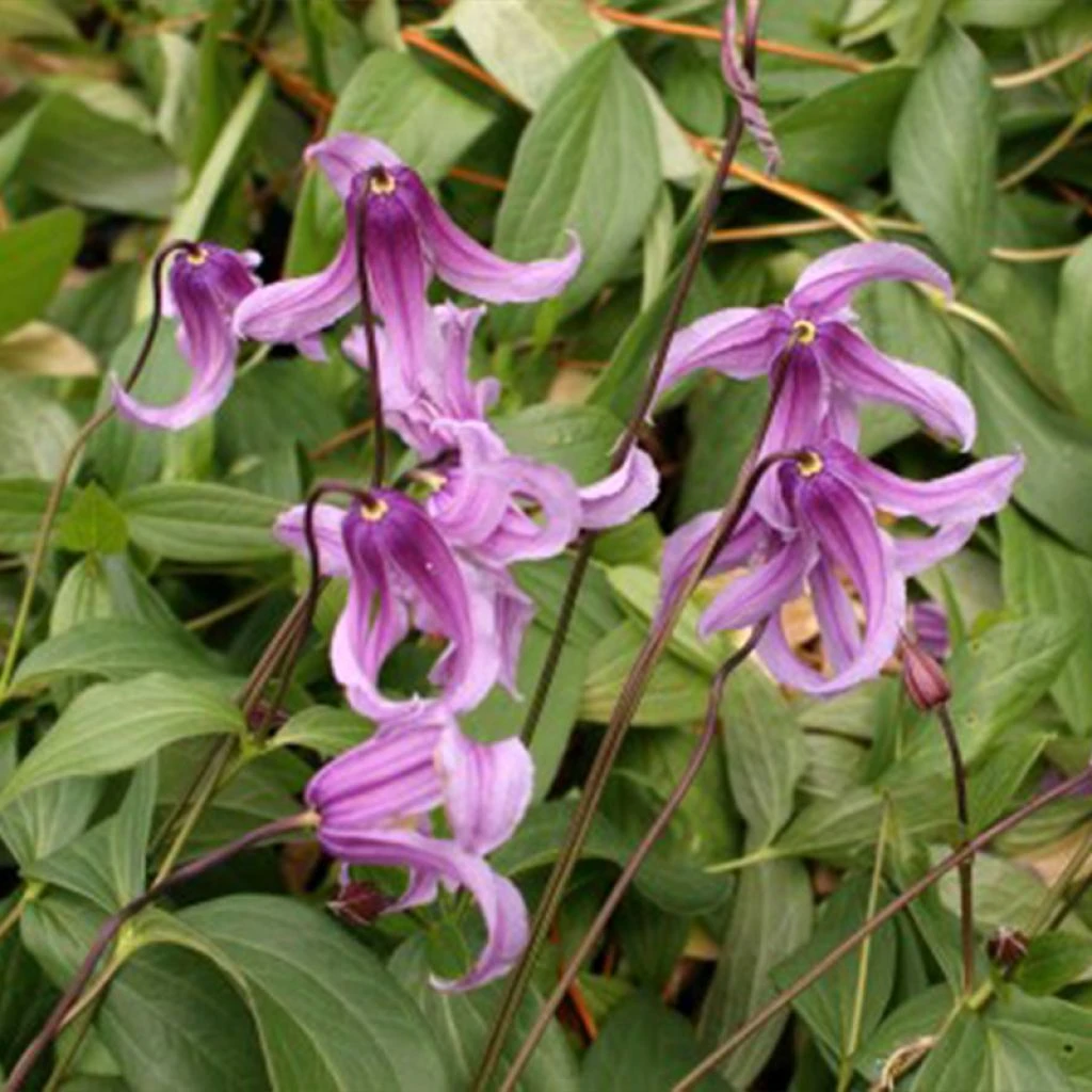 Clématite - Clematis Integrifolia Rosea 1 Clématite - Clematis Integrifolia Rosea
