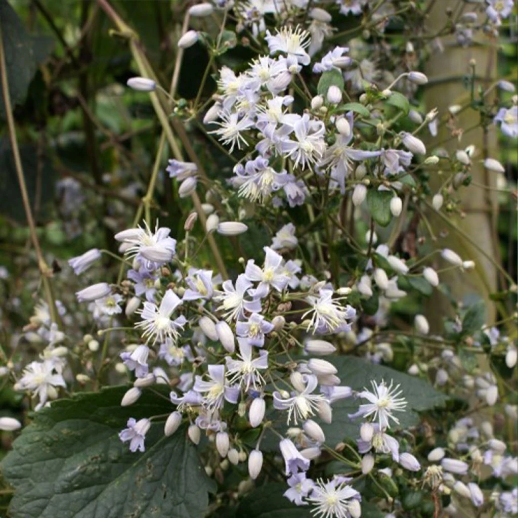 Clématite - Clematis Jouiniana Robert Brydon 1 Clématite - Clematis Jouiniana Robert Brydon