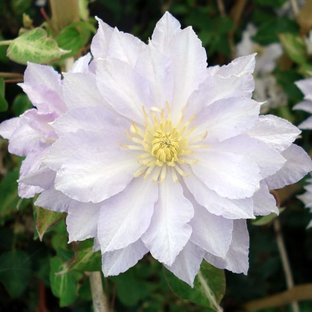 Clématite - Clematis Dancing King 1 Clématite - Clematis Dancing King