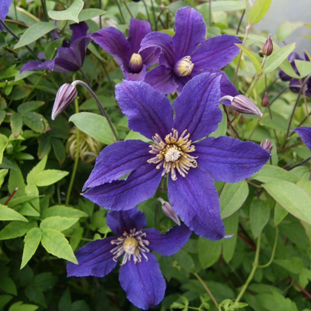 Clématite - Clematis Hudson River 1 Clématite - Clematis Hudson River