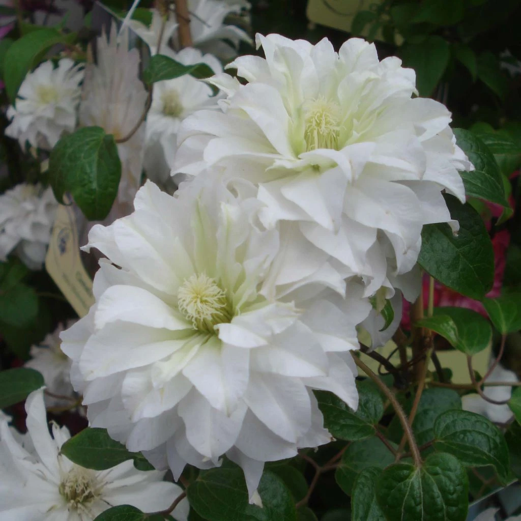Clématite - Clematis Maria Skłodowska Curie 1 Clématite - Clematis Maria Skłodowska Curie