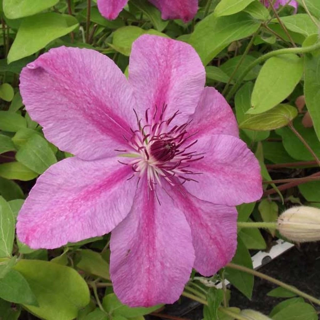 Clématite - Clematis SUCCESS® Candy 1 Clématite - Clematis SUCCESS® Candy