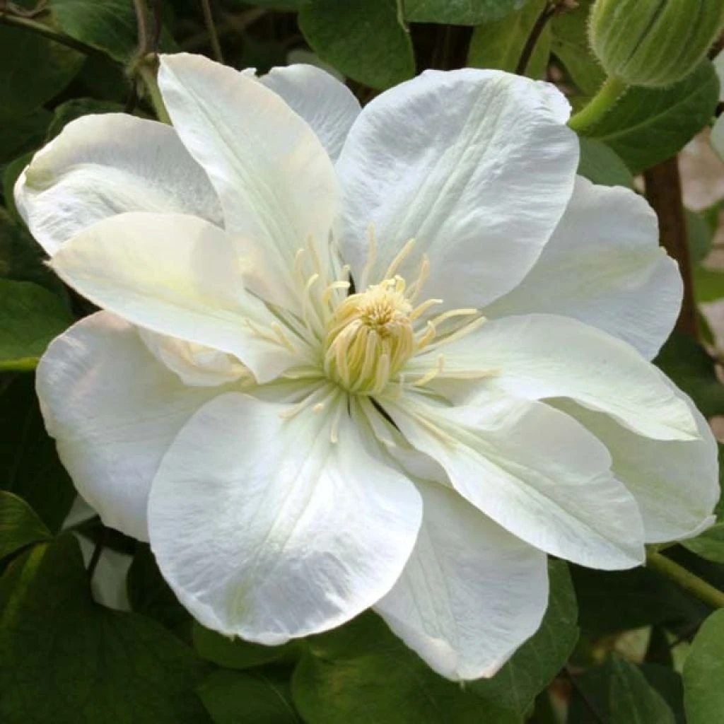 Clématite - Clematis Guernsey Cream 1 Clématite - Clematis Guernsey Cream