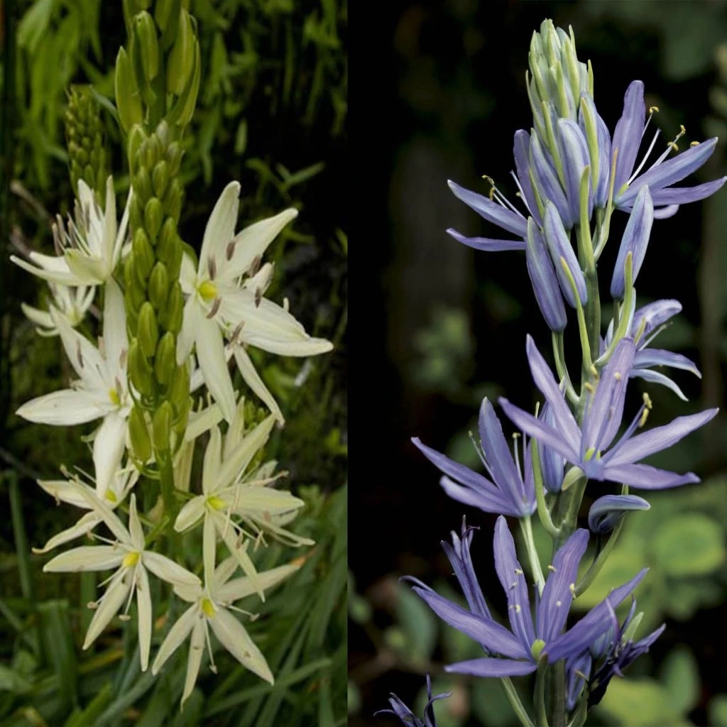 Collection 8 Camassias Blanc Et Bleu 1 Collection 8 Camassias Blanc Et Bleu