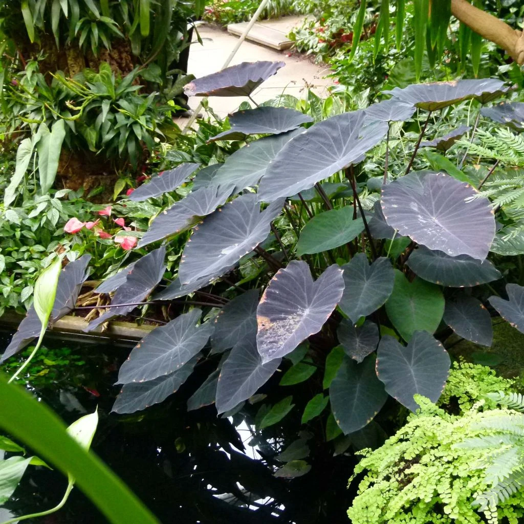 Colocasia Black Magic - Oreille D'Eléphant 1 Colocasia Black Magic - Oreille D'Eléphant