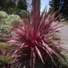 Cordyline Banksii Electric Pink