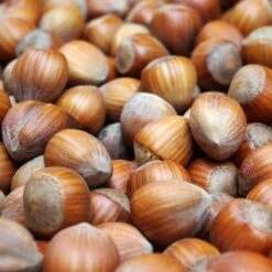 Corylus Avellana Webbs Prize Cobb - Noisetier Commun