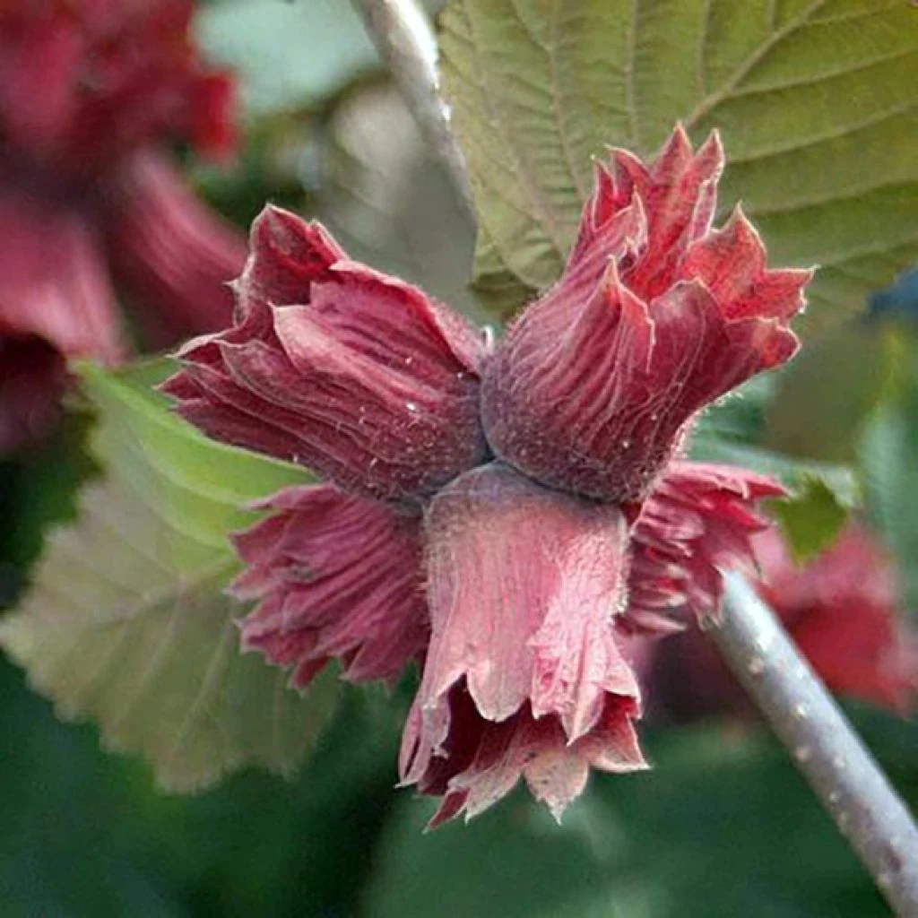Corylus Maxima Juningia - Noisetier De Lambert 1 Corylus Maxima Juningia - Noisetier De Lambert