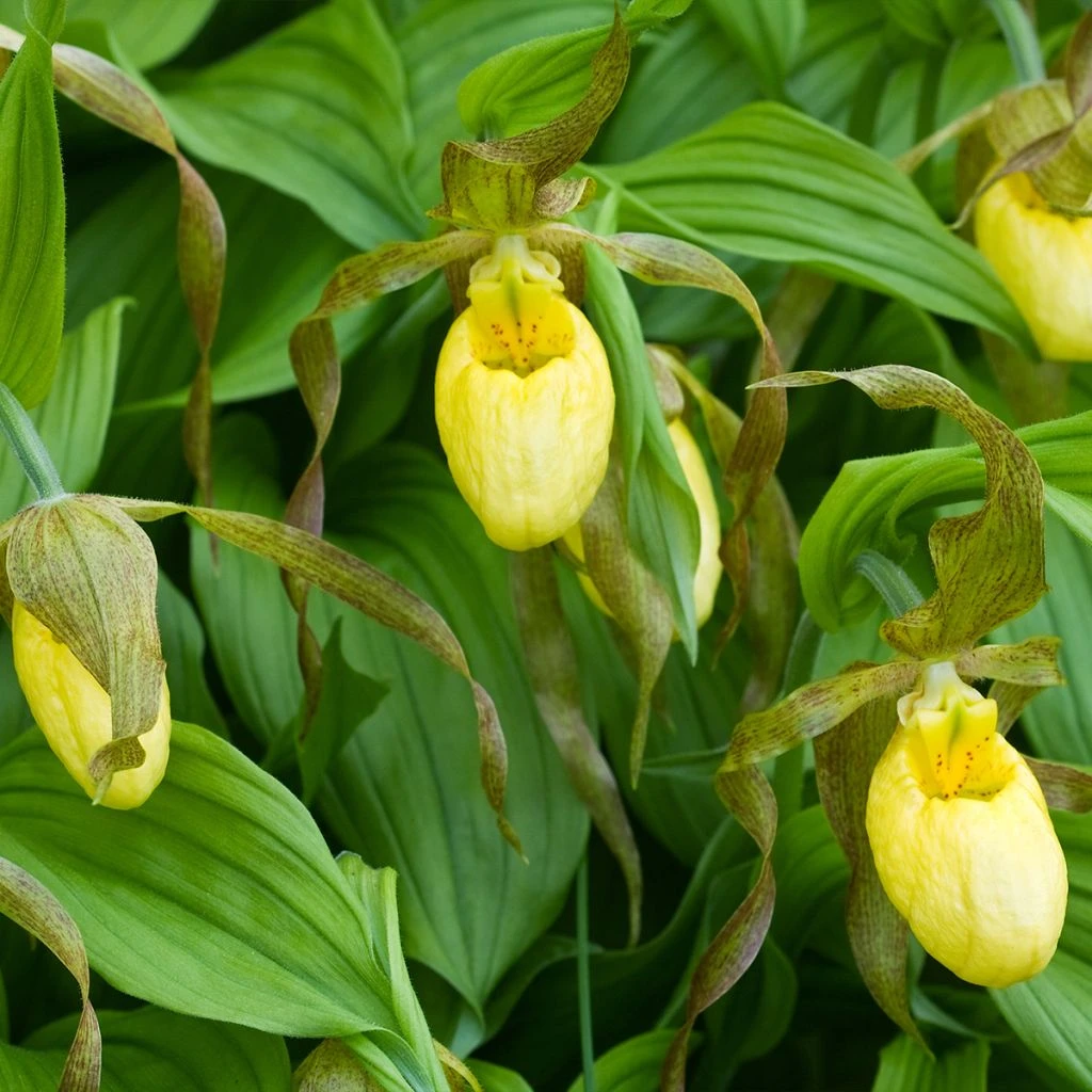 Cypripedium Kristi Lyn - Sabot De Vénus Hybride 1 Cypripedium Kristi Lyn - Sabot De Vénus Hybride